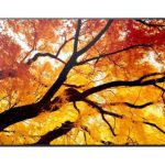 Sharp PN-M502 50″ Large Display UHD (PN-M502)